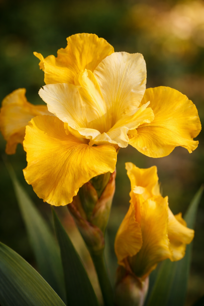 Ірис Кісс зе Гьорл